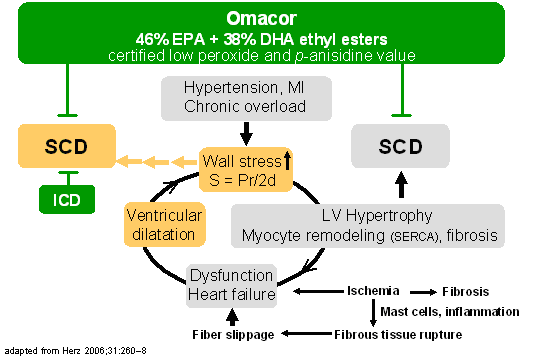 SCD and heart failure (Rupp copyright)