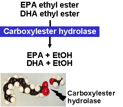 Ethyl ester uptake